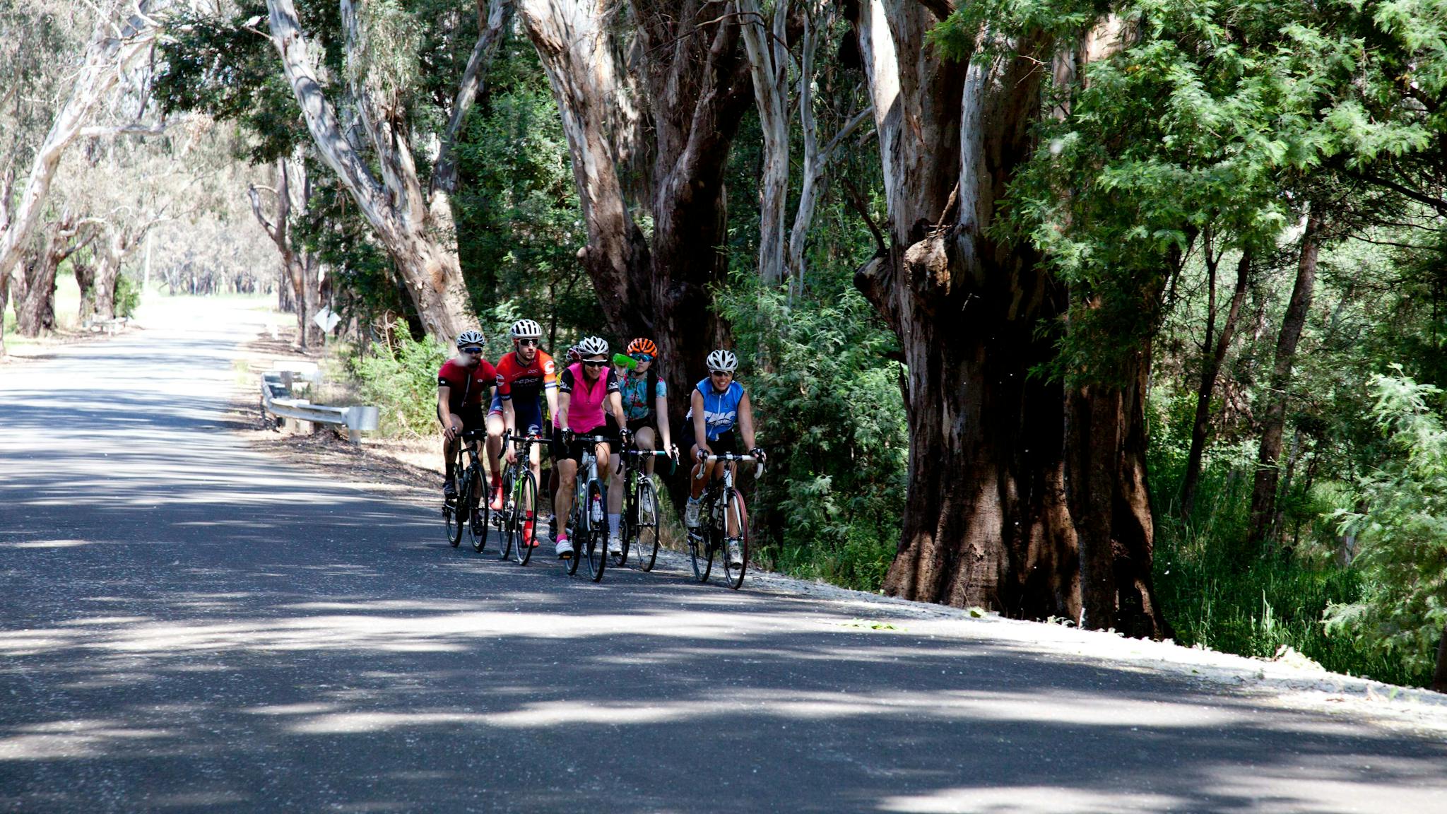 Cyclists riding on road, sunny day, trees on side of road
