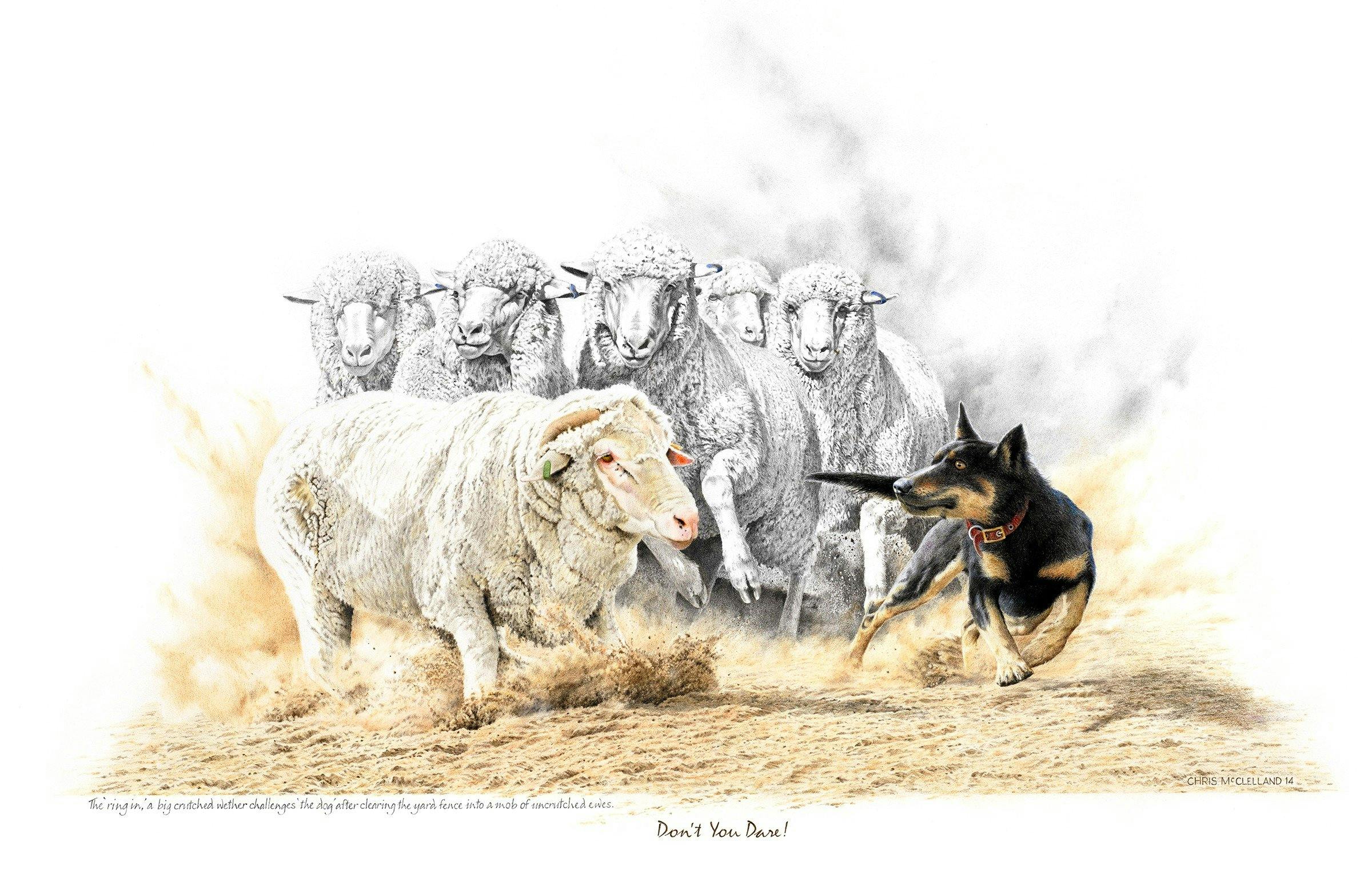 Drawing of a kelpie with sheep