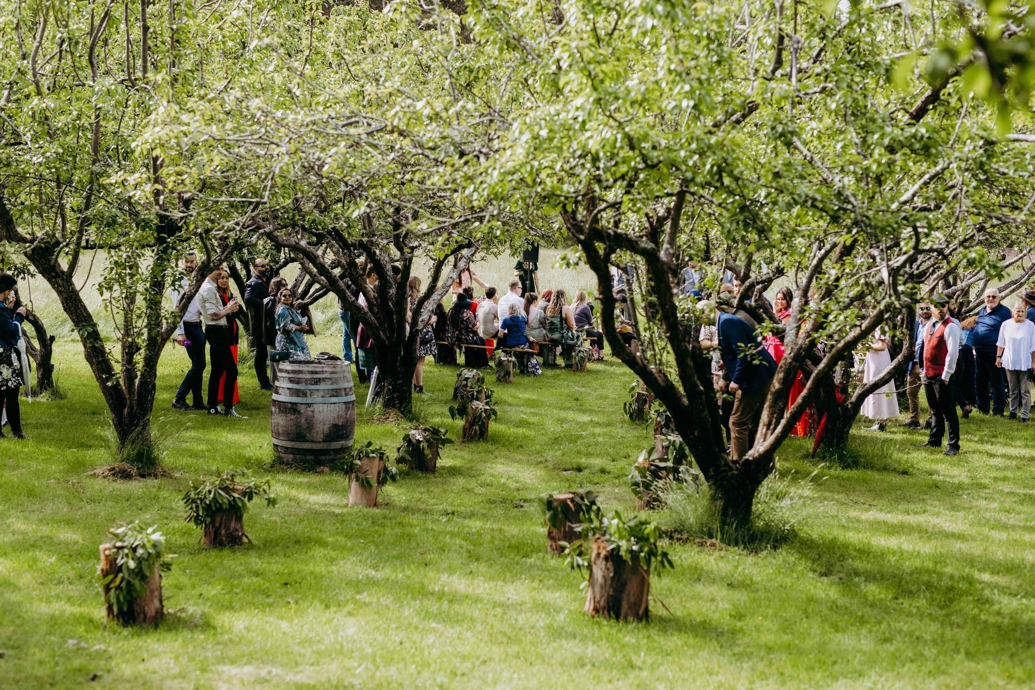 Wedding in the Pear Orchard