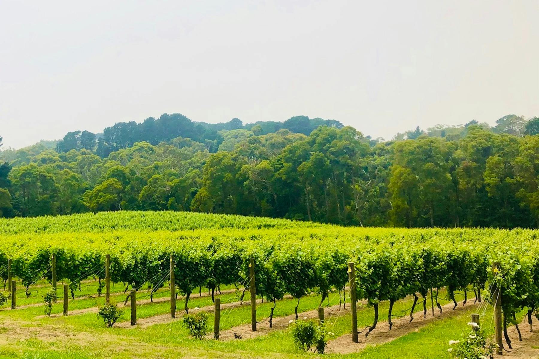 view of mornington peninsula winery