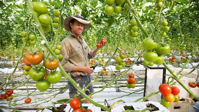 Ricardoes Tomatoes and Strawberries Farm, Port Macquarie