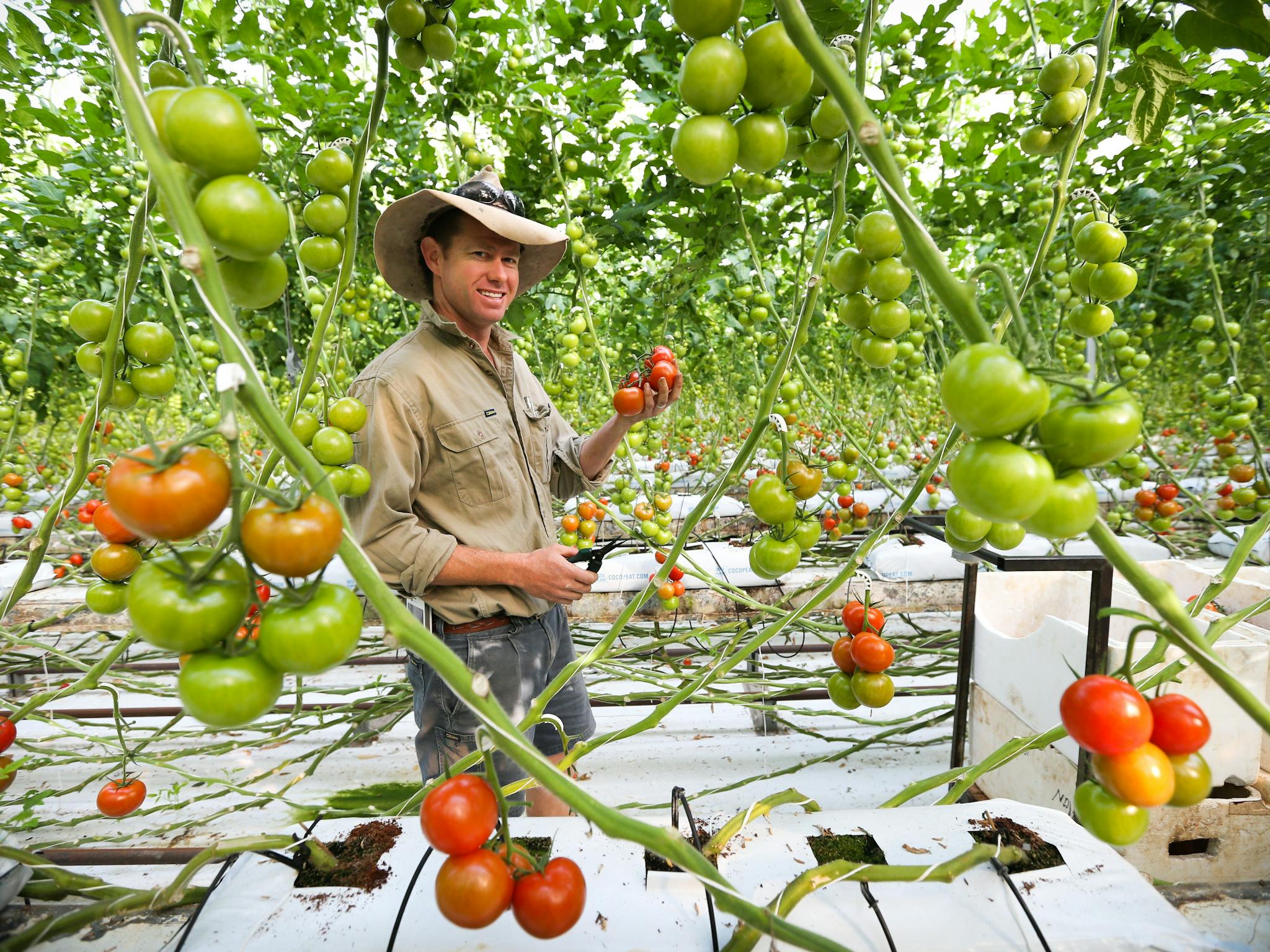 Ricardoes grows delicious flavorsome tomatoes, consistent award-winners at  Sydney Royal Easter Show