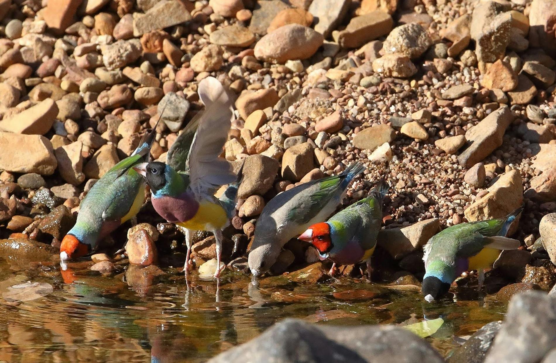Gouldian Finch drinking