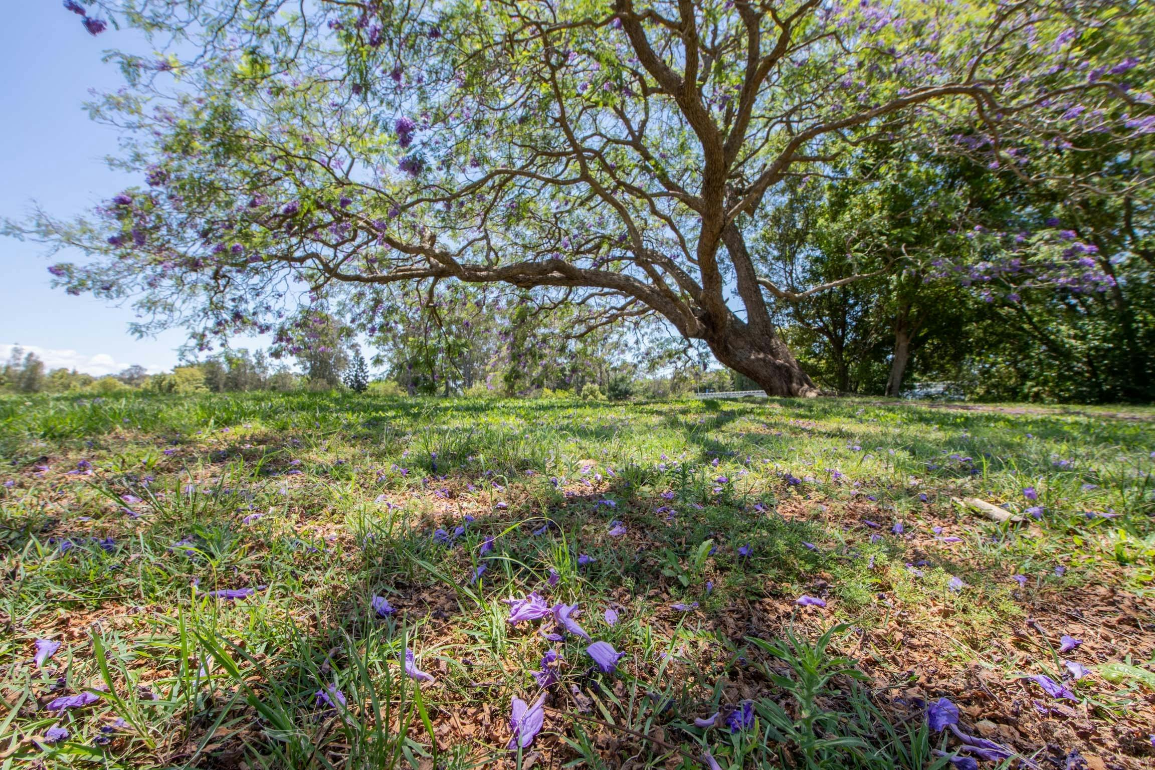 Jacaranda flowers cover the park