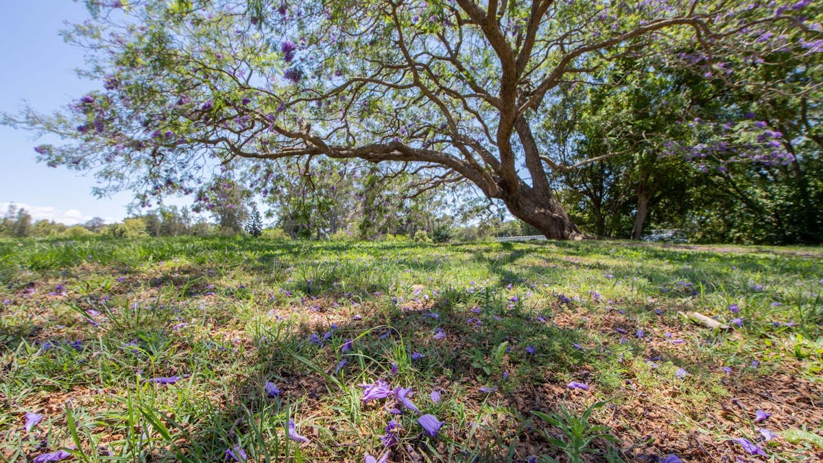 Purple flowers from the Jacaranda Tree's covering the grass at Leis Park