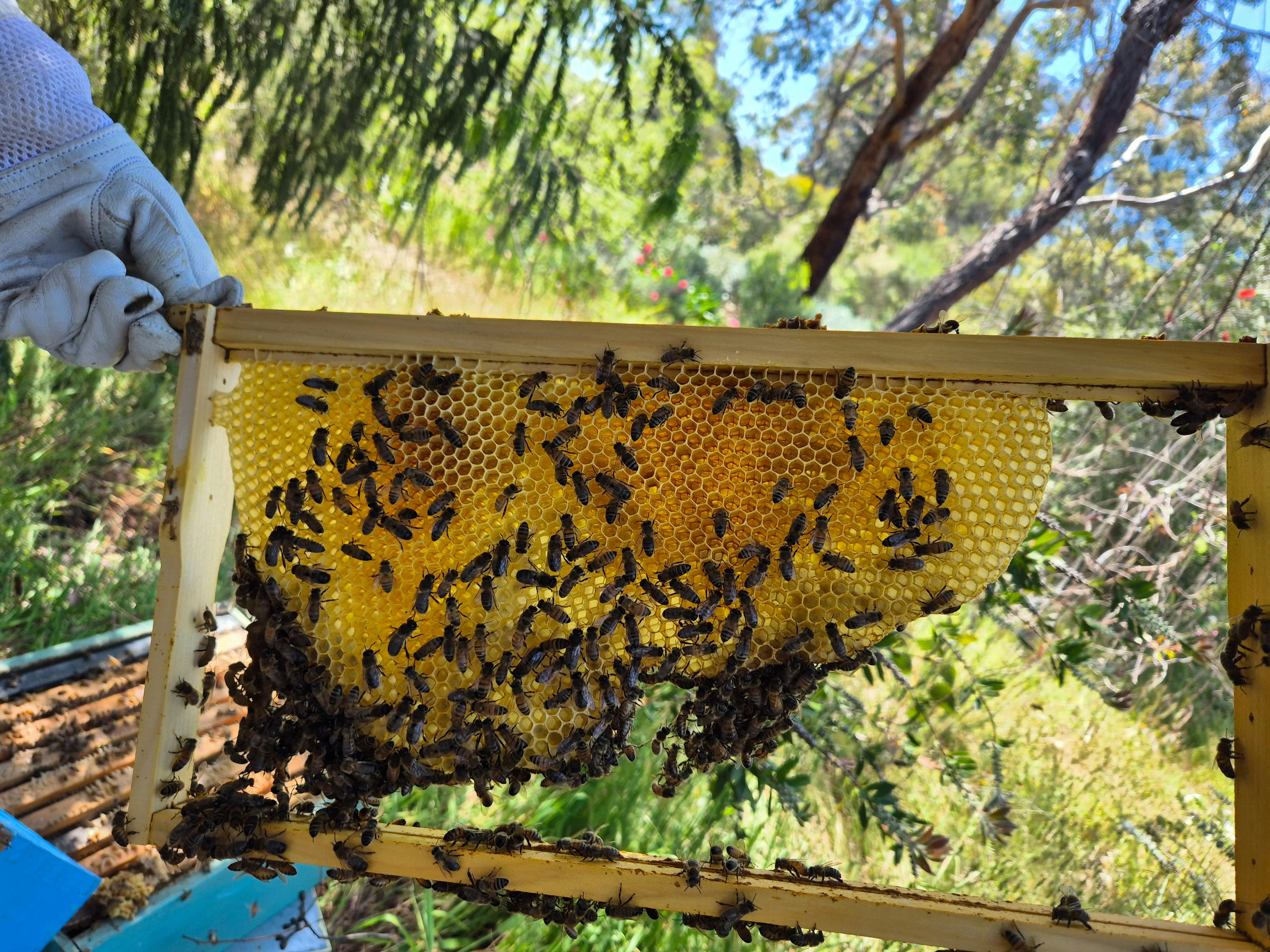 Hive frame of bees