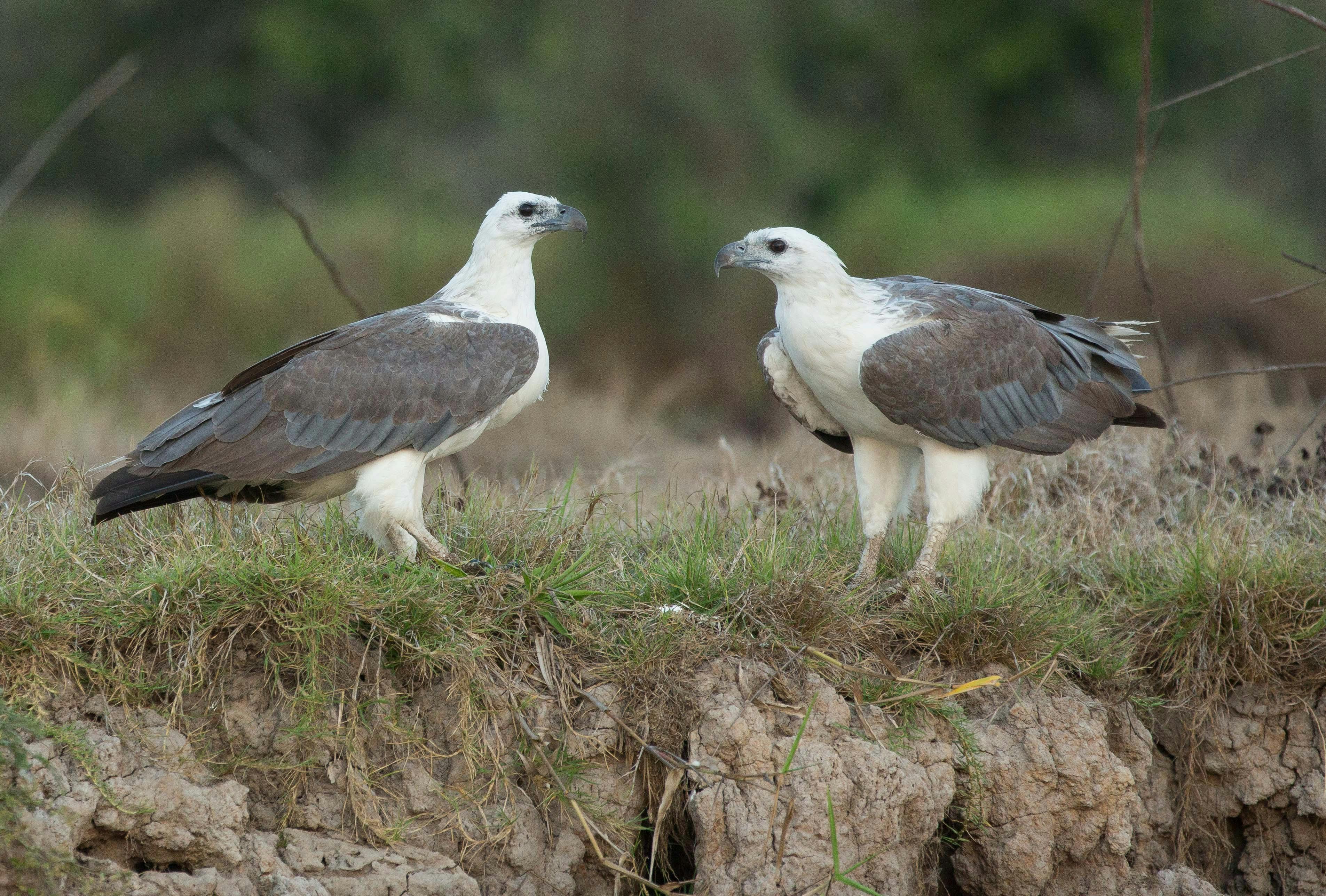 WHITE BELLIED SEA EAGLES