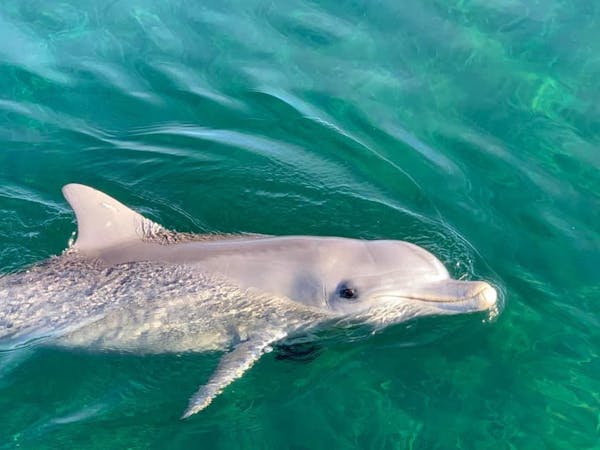 Spencer Gulf Adventures
