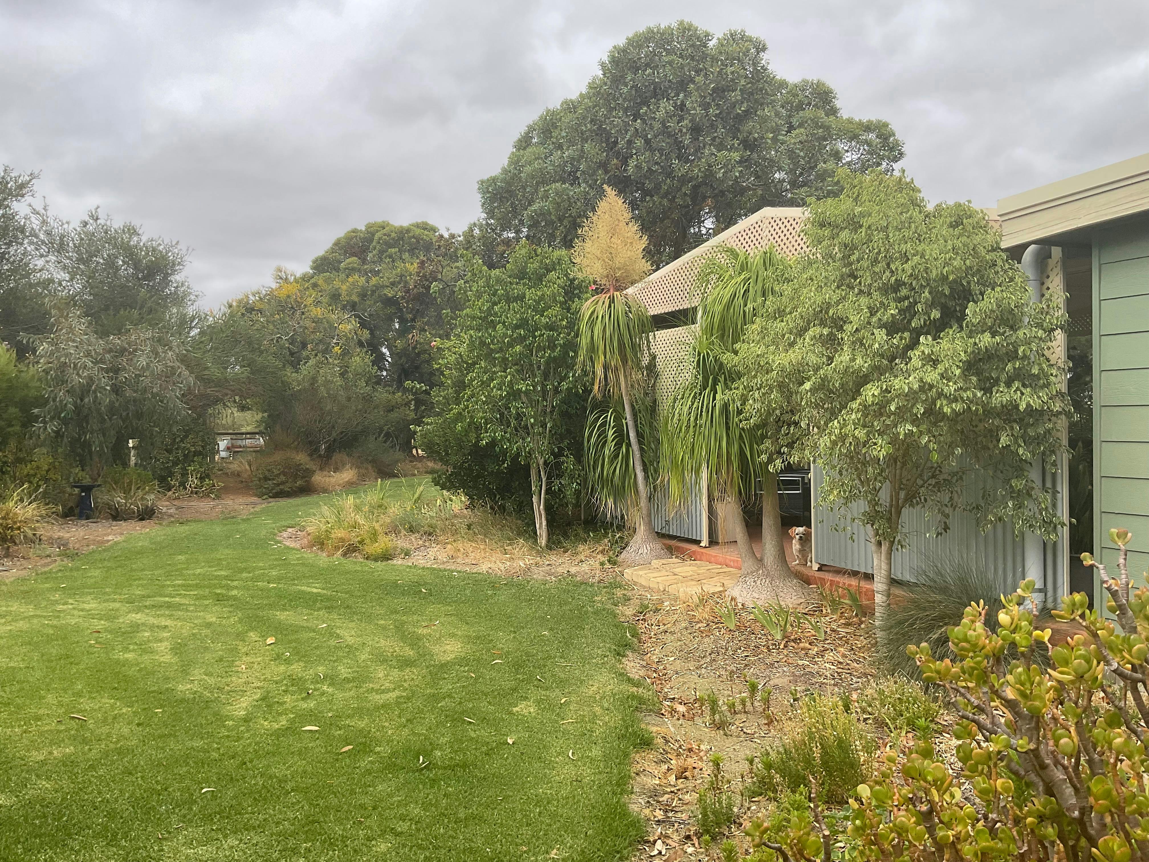 lawn