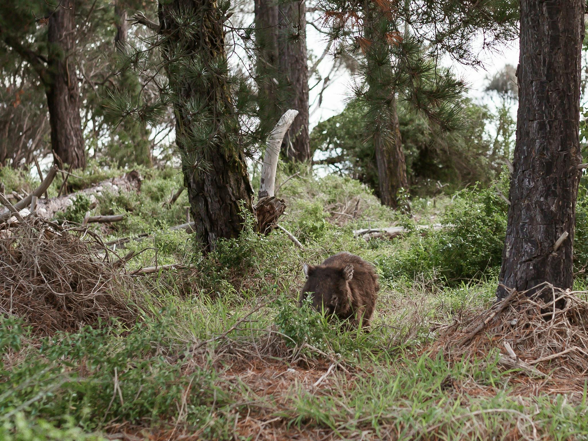 Wombats, birdlife, echidna, black cockatoos all frequent the area
