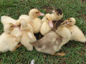Ducklings