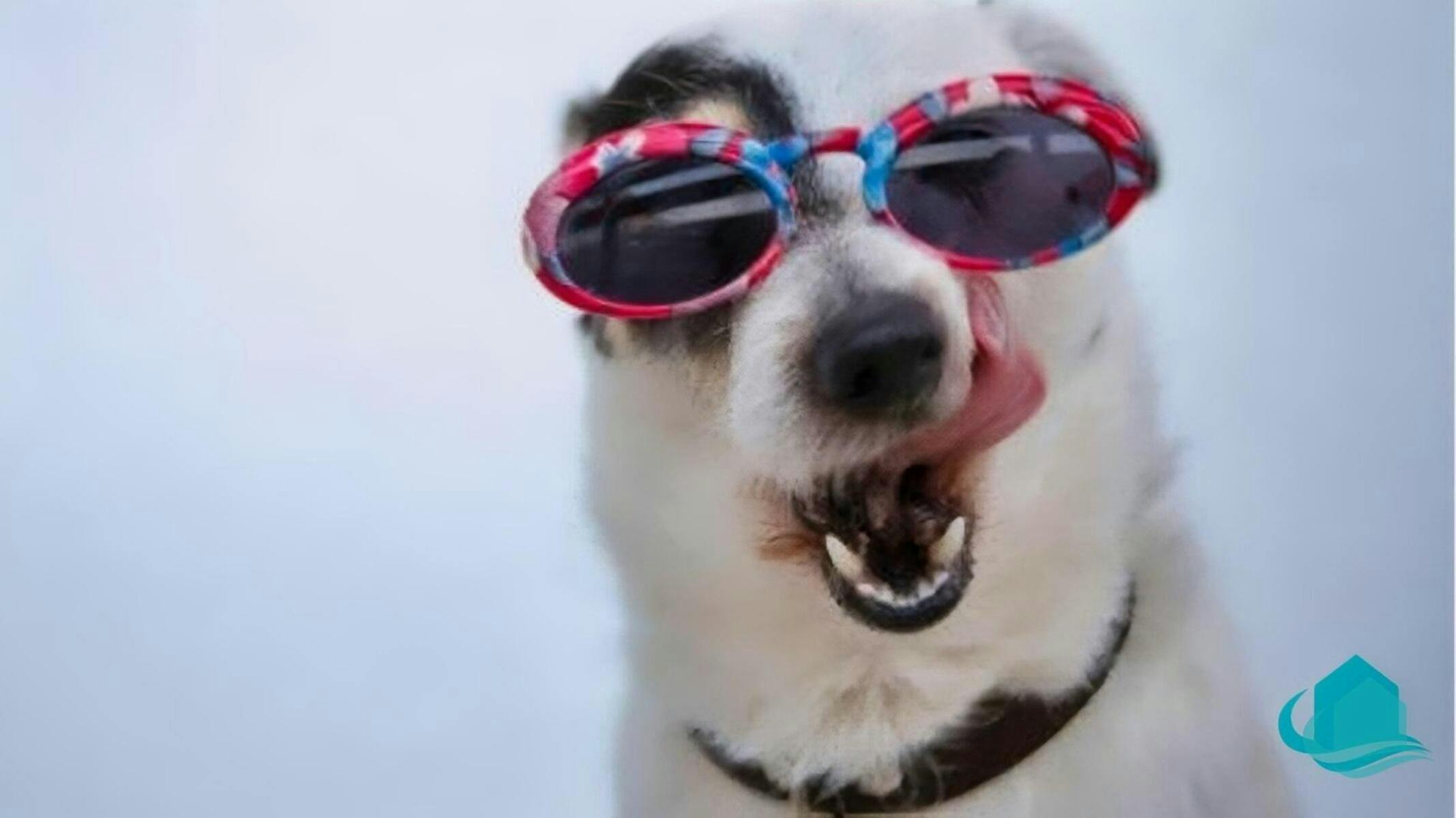 Dog friendly and secure yard