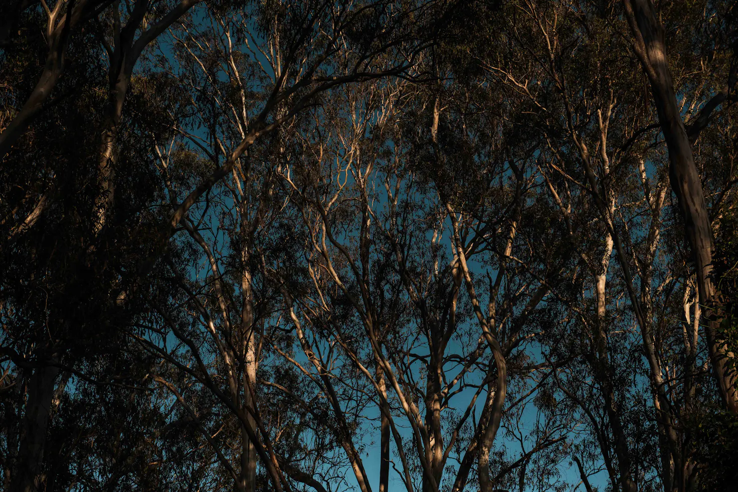 Trees with speckled light against a blue sky