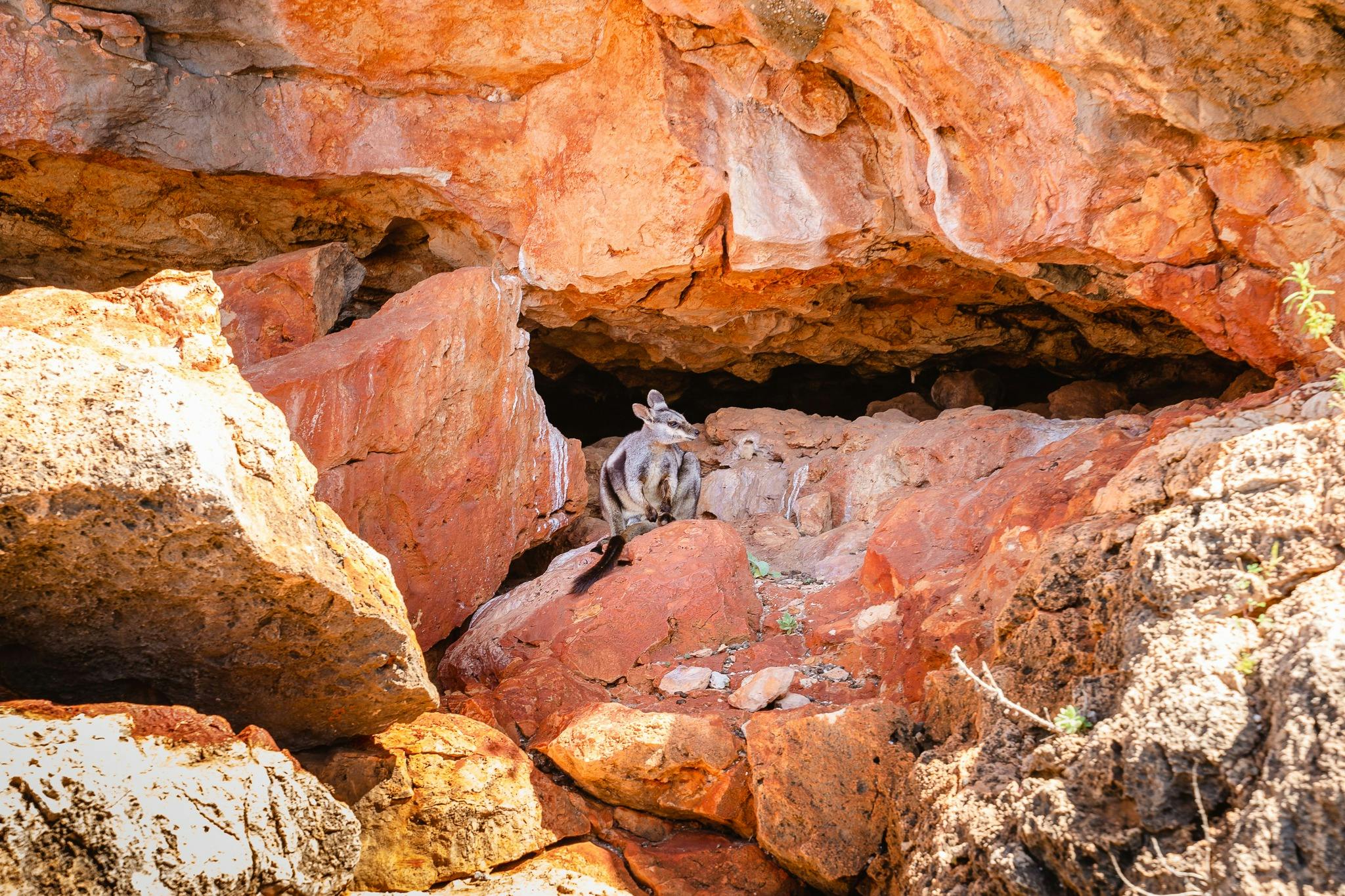 Help spot the Black Footed Rock Wallabies when on tour