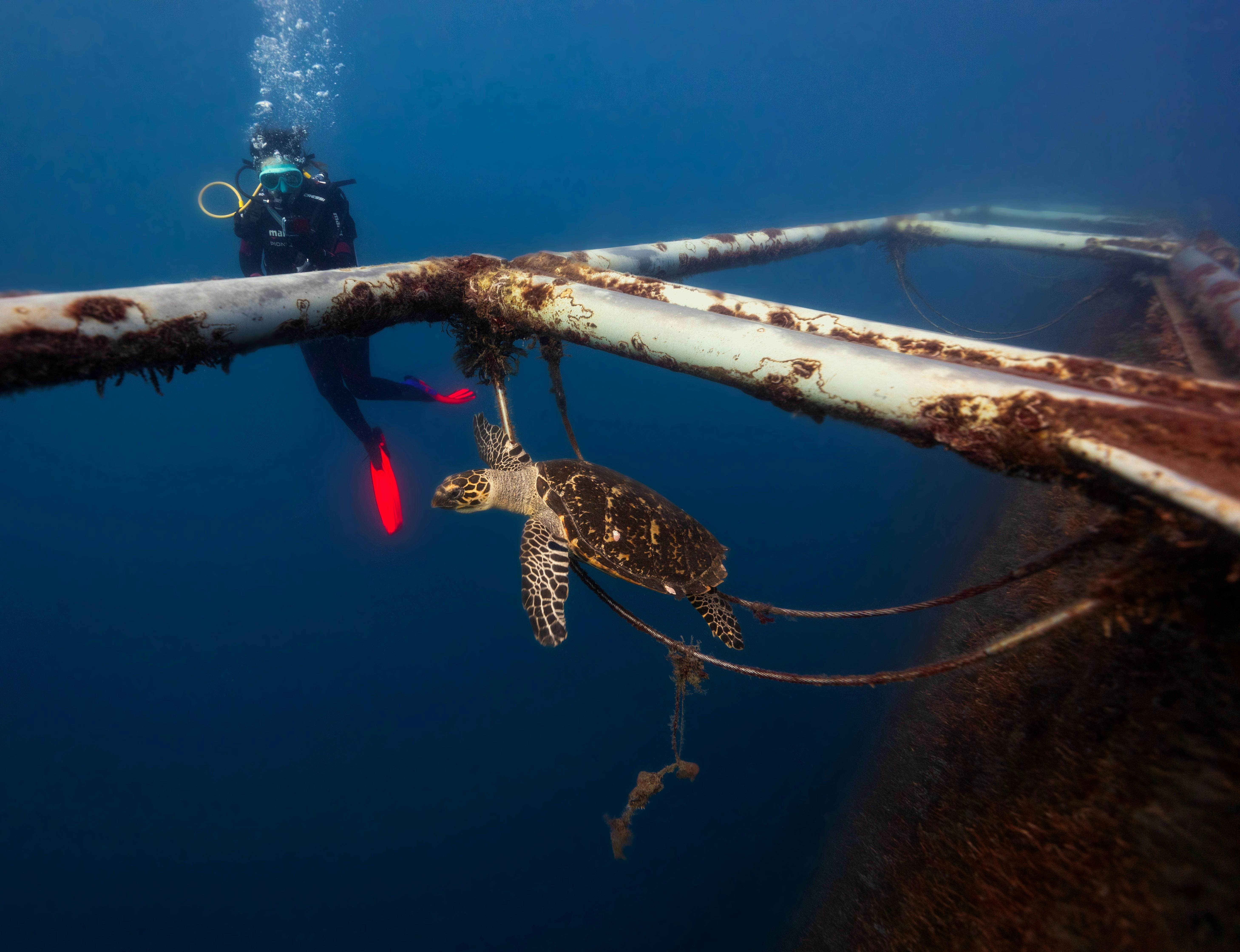 Swimming along with a hawksbill turtle dive buddy