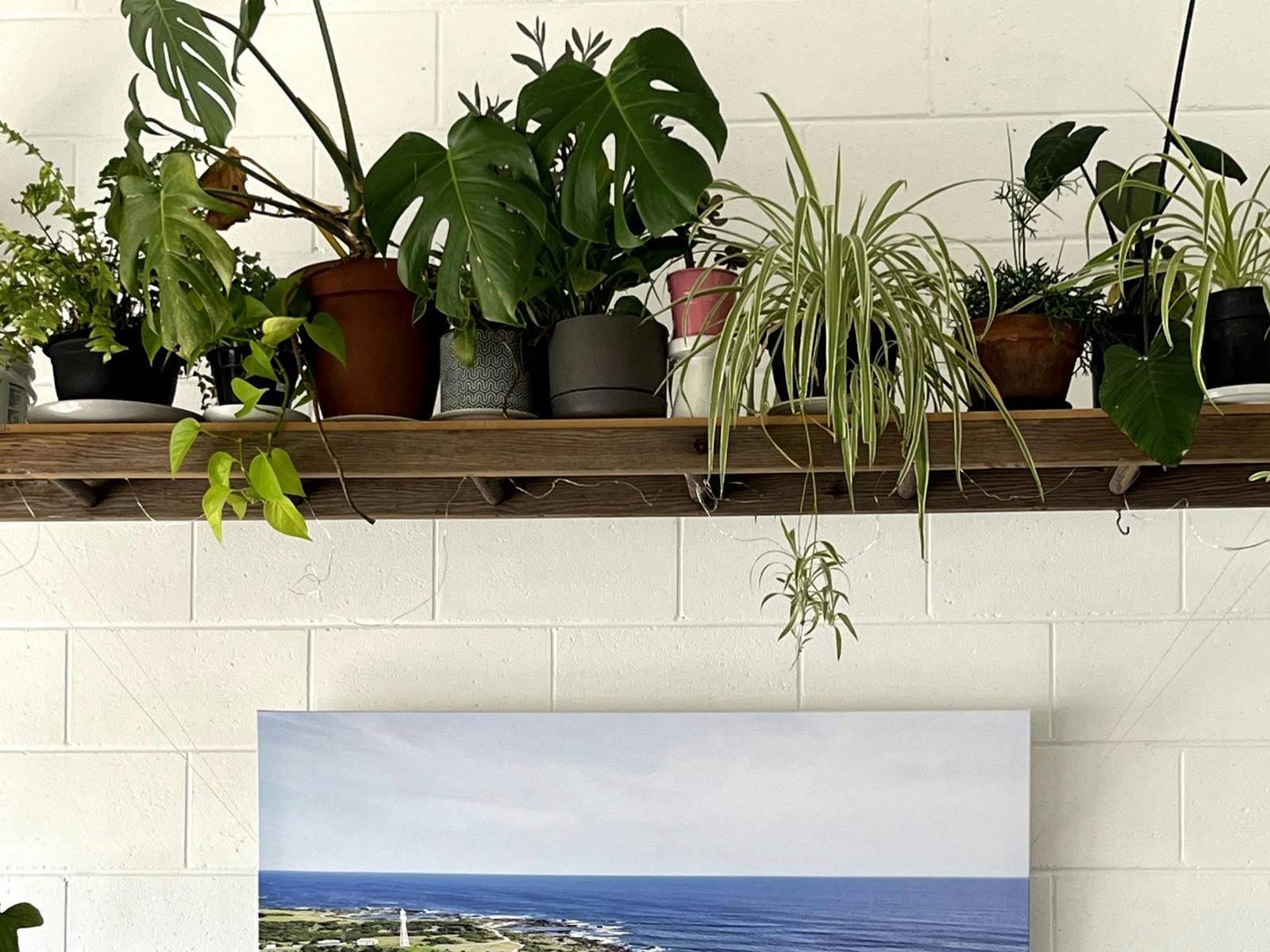 inside decor - live plants, good vibes