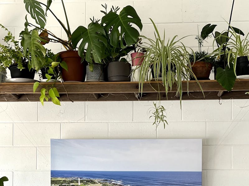 inside decor - live plants, good vibes