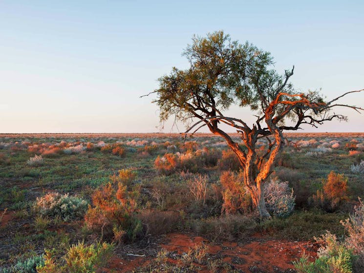 Merton trail, Willandra National Park. Photo: Ingo Oeland