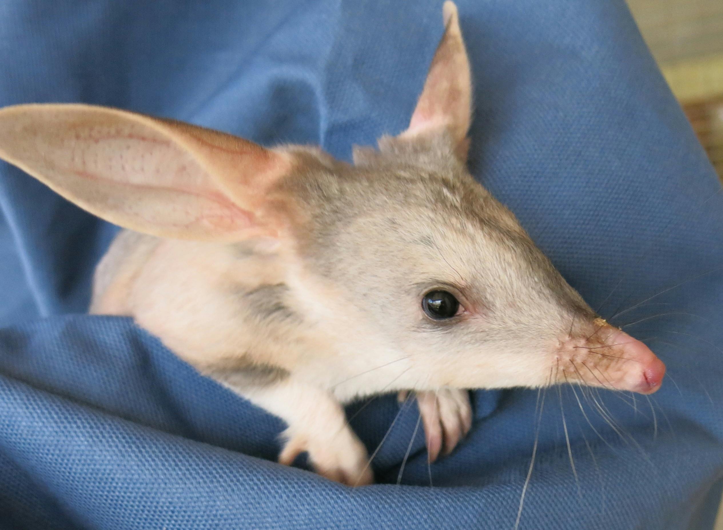 Charleville Bilby Experience