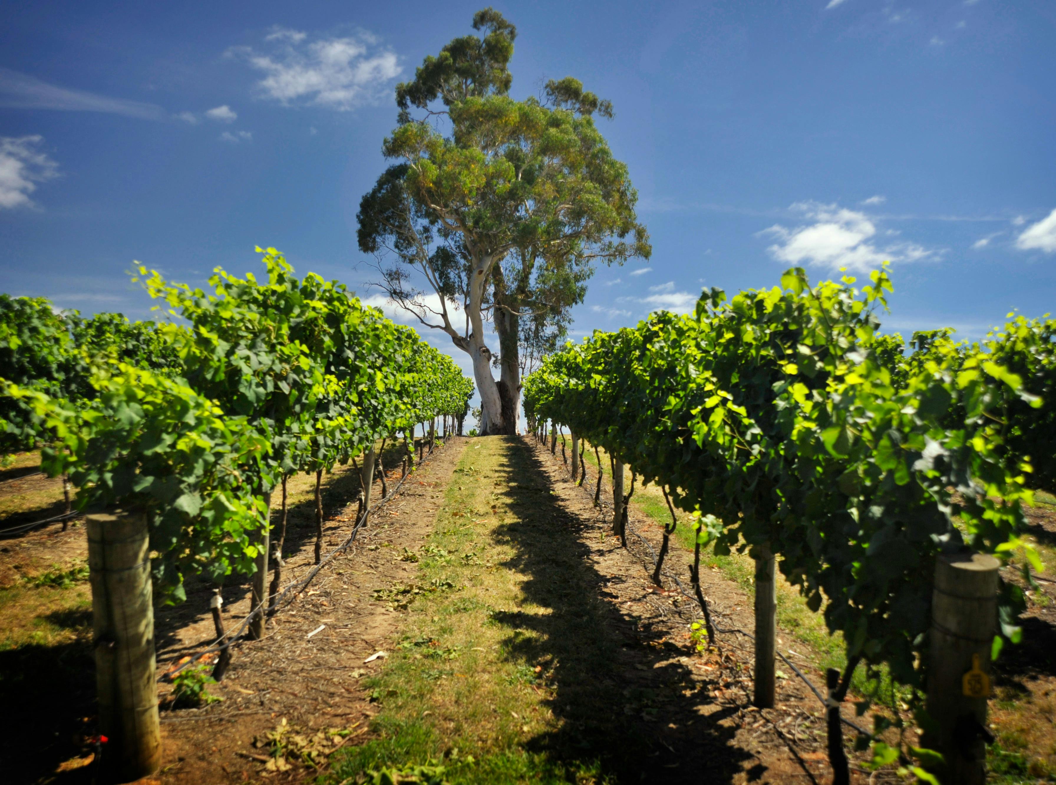 Adelaide Hills Vineyard