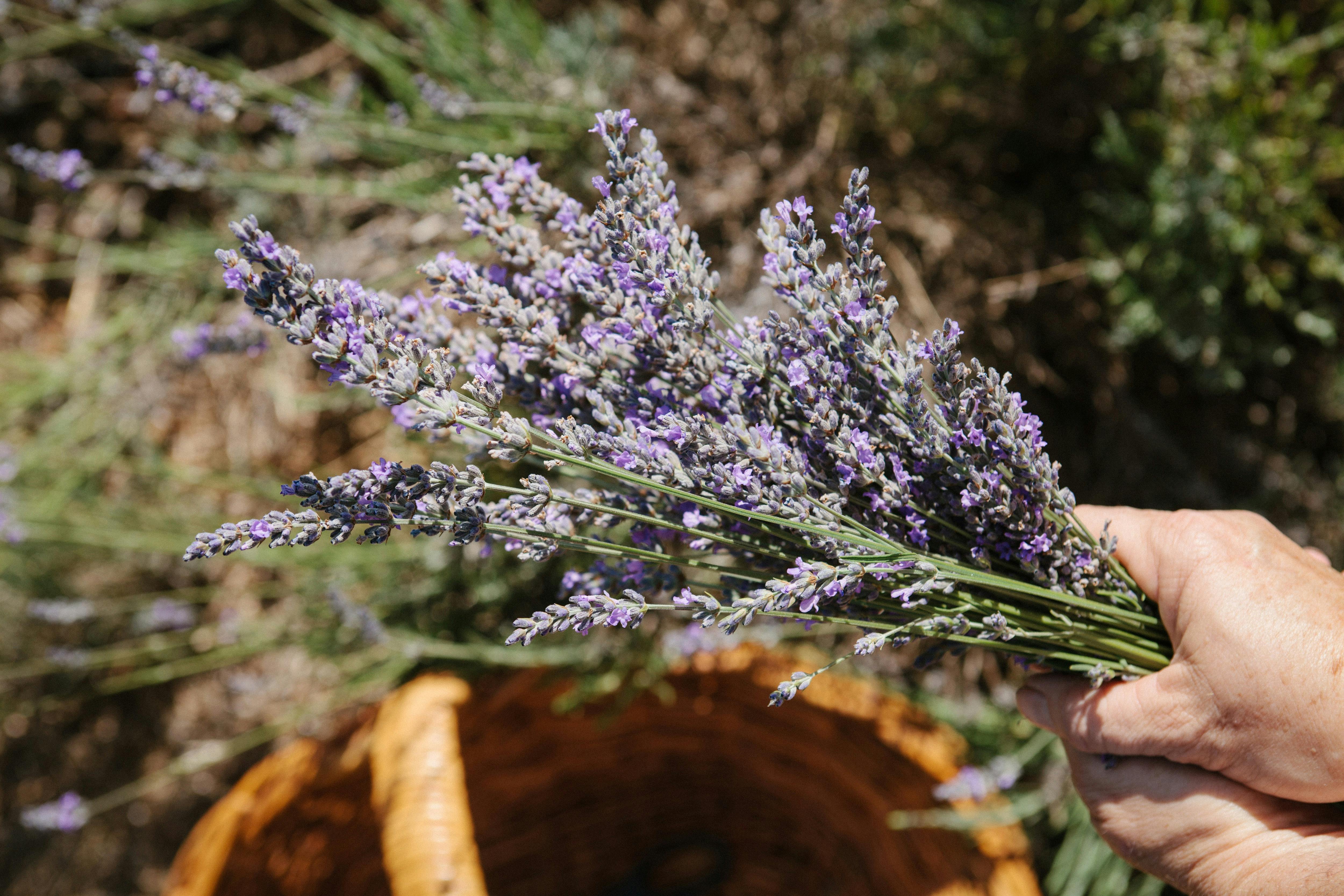 Nannup Lavender Farm Cafe and Campground