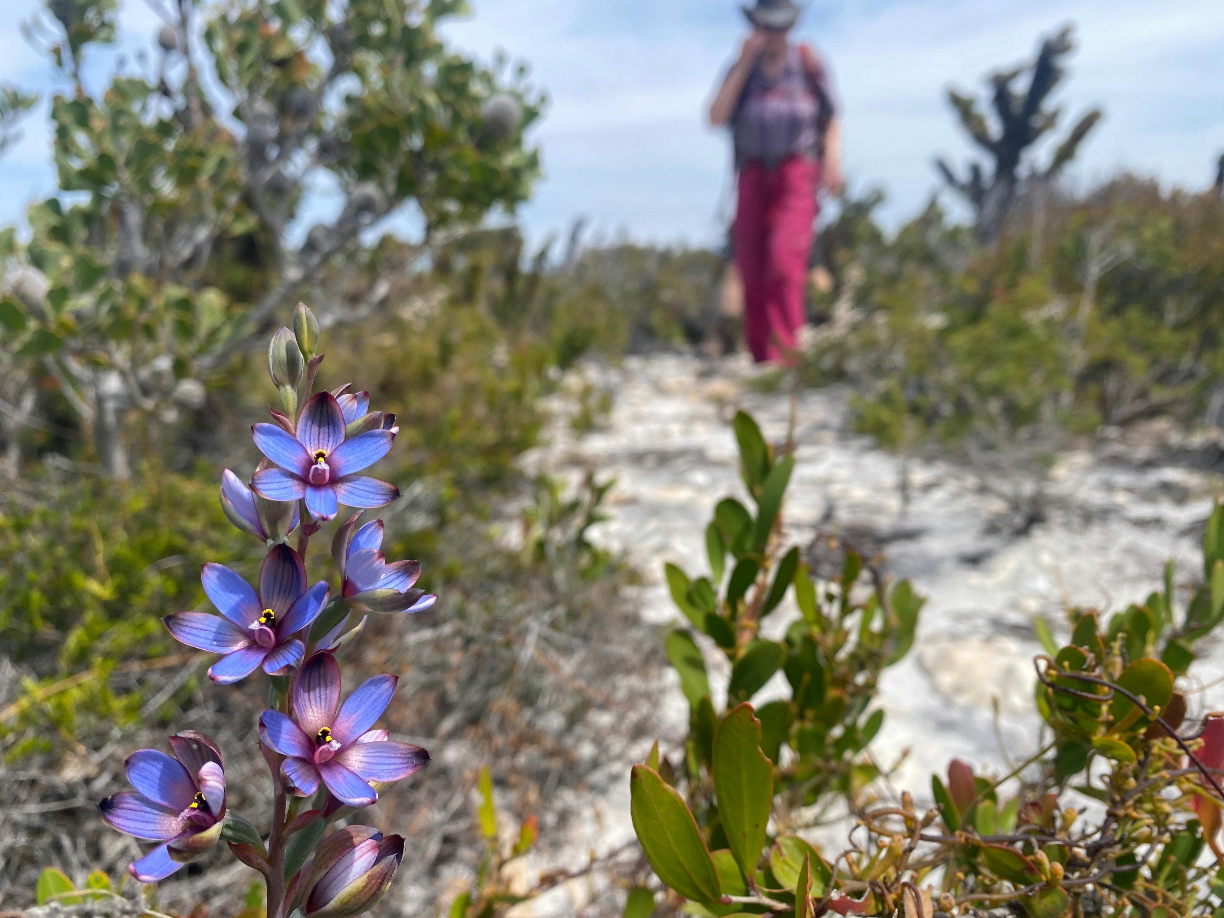 Beautiful blue-purple orchid in focus with a walker on a trail in the background.