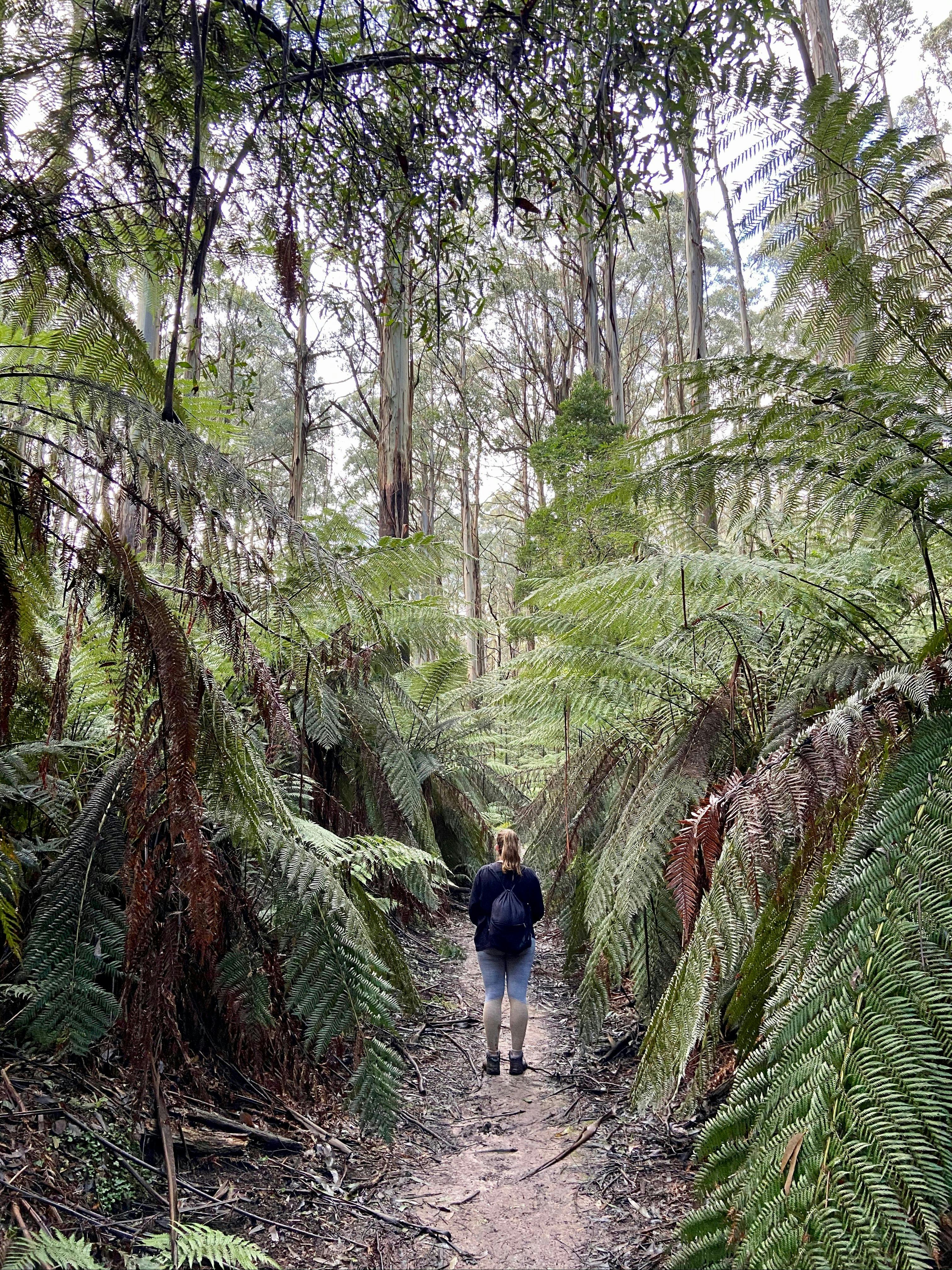 Myrtle Gully Circuit