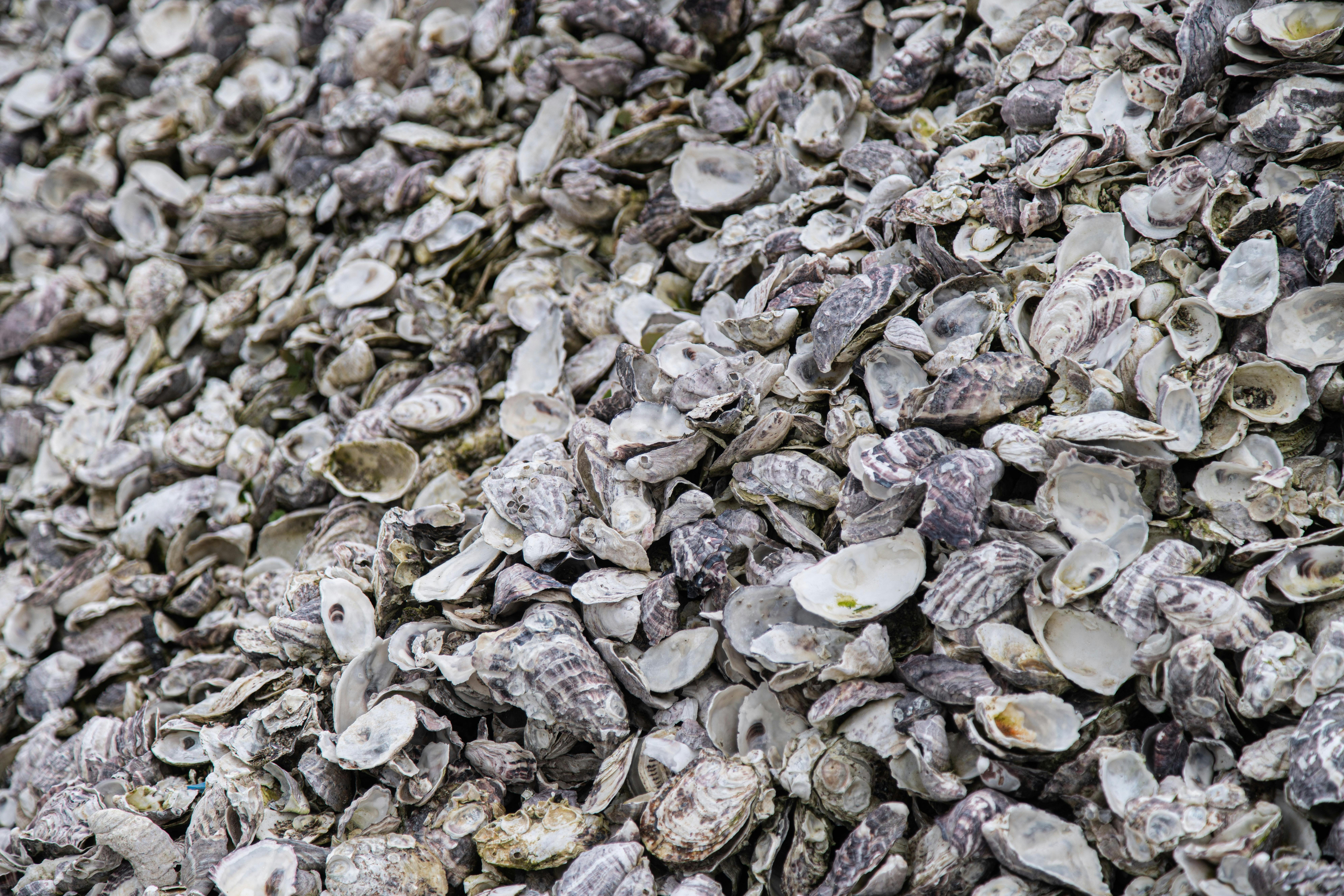 A mass of white and grey oyster shells