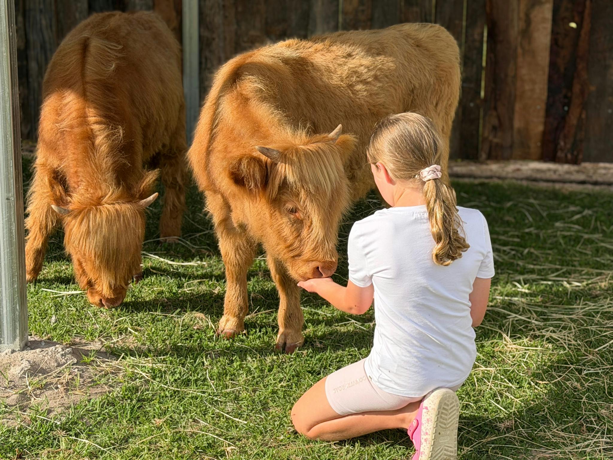Child hand feeding our highland cows. Child hand feeding our highland cows.