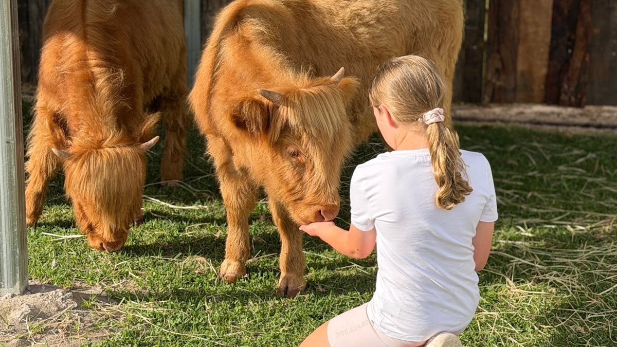 Child hand feeding our highland cows.
