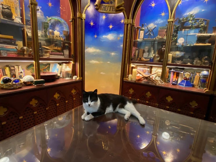 black and white cat sitting on a glass top table inside a psychic reading room