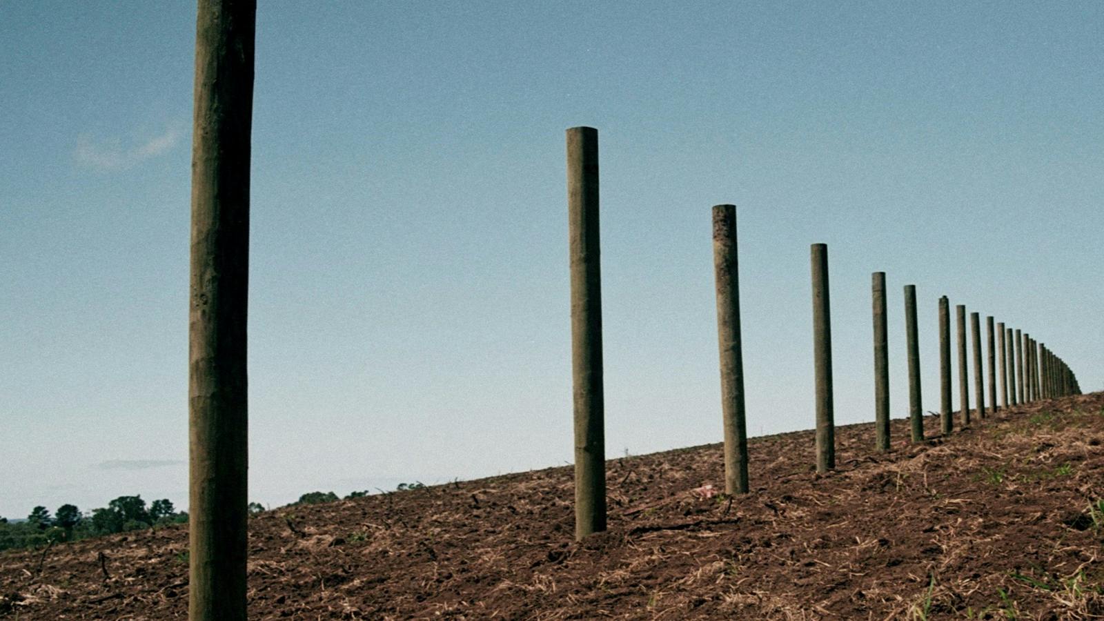 A section of The KBS vineyard, Stonier Merricks