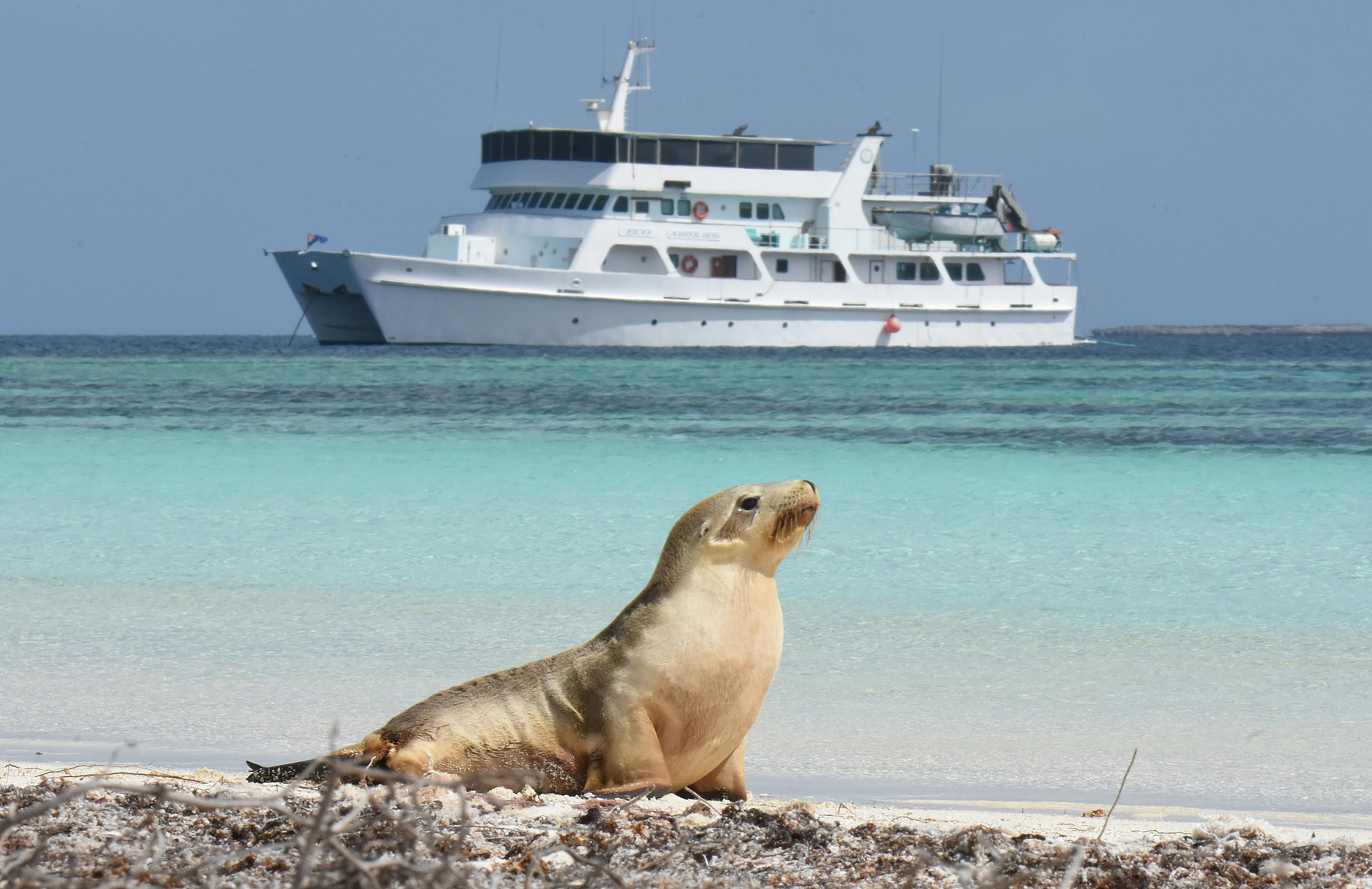 Eco Sea Lion