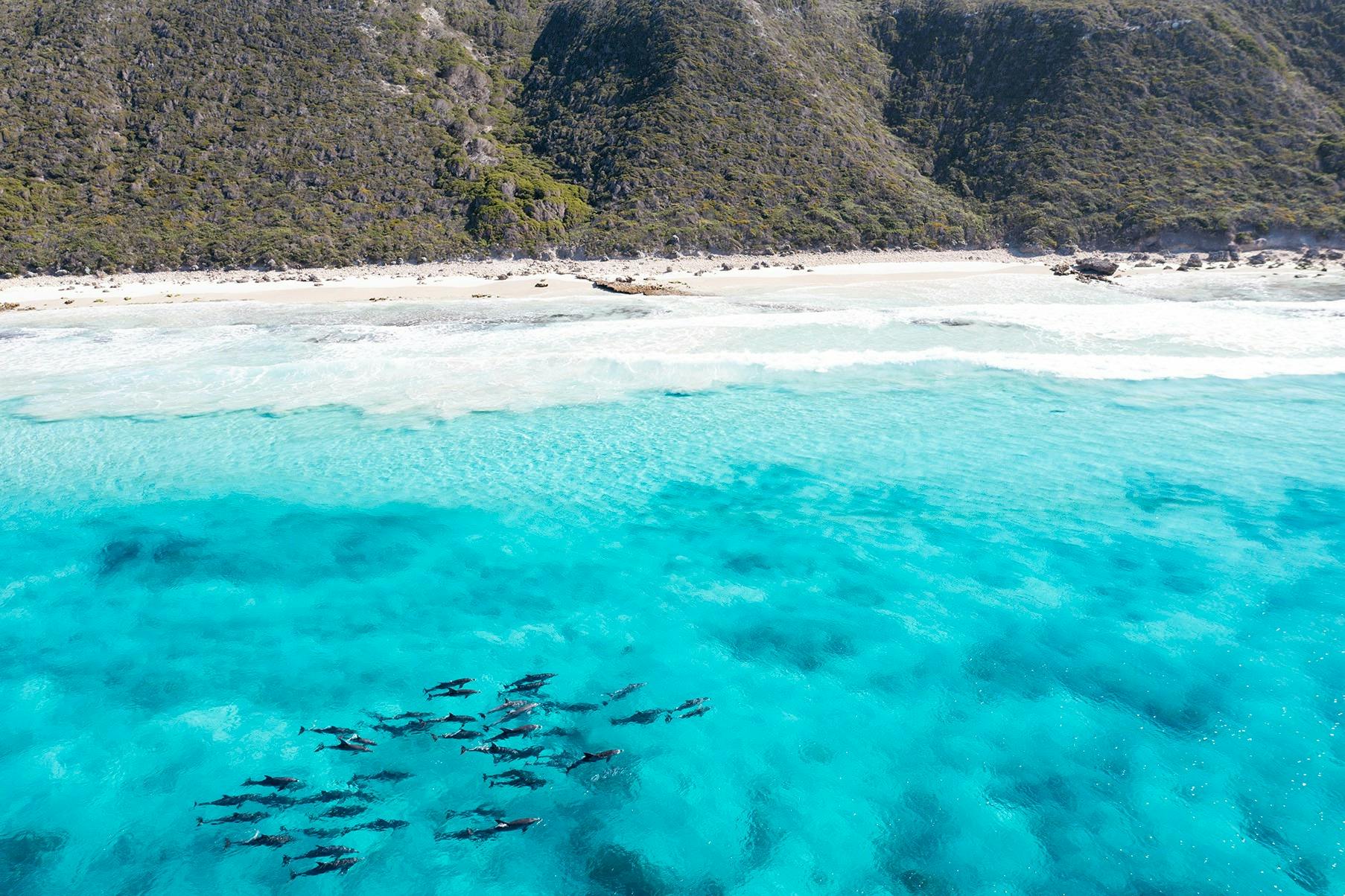 Aerial View of Dolphins swimming at Twilight Bay, Esperance