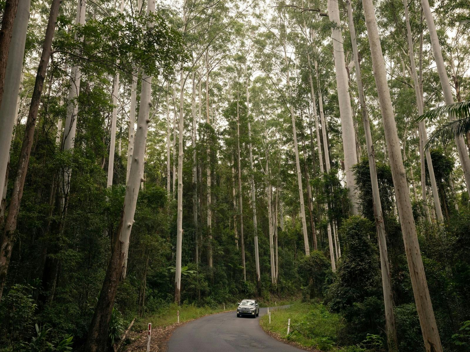 Vehicle driving along a forest road lined with tall trees
