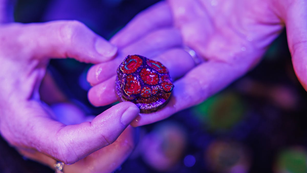 A close up look at a farmed coral at Monsoon Aquatics