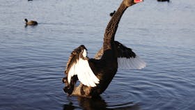 Lake Monger