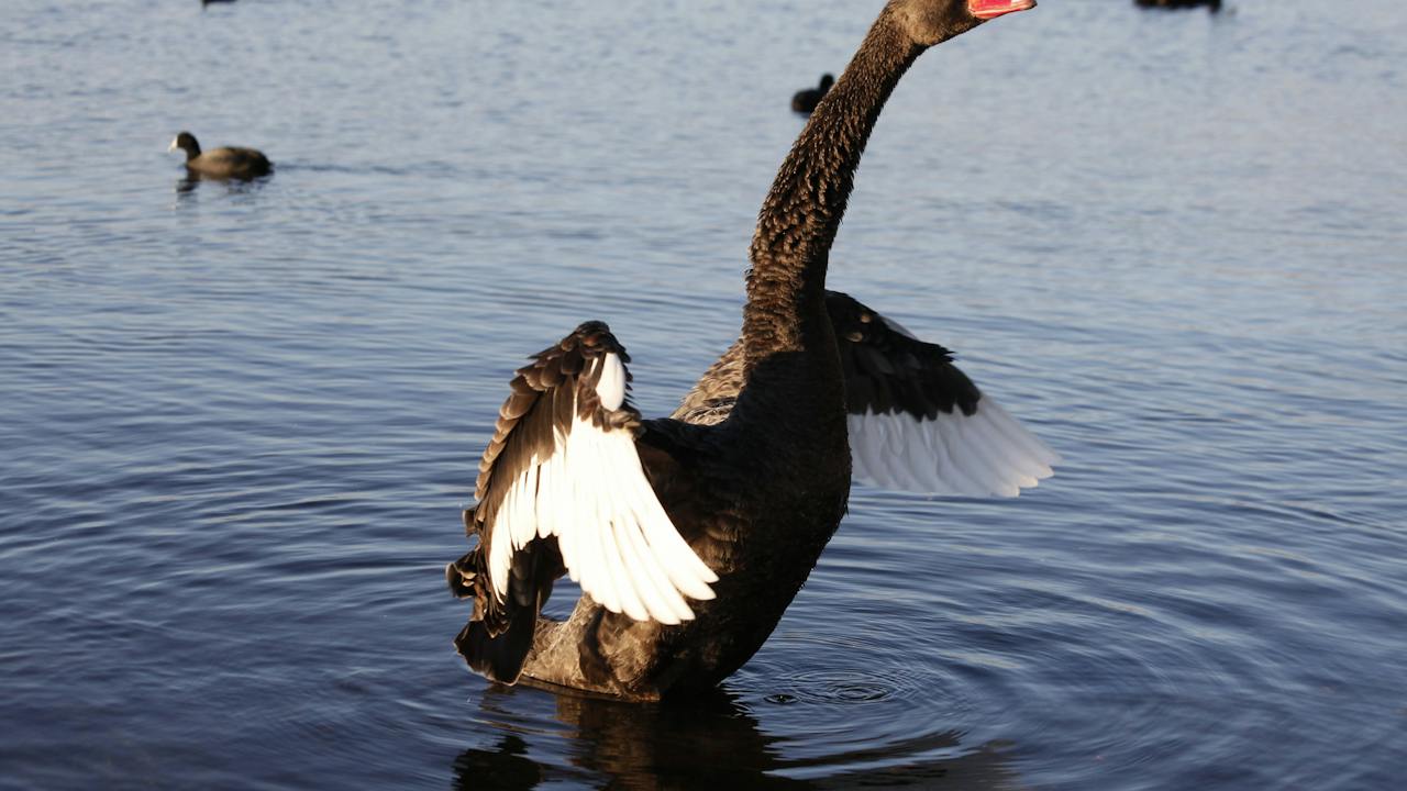 Black Swan at Lake Monger Perth