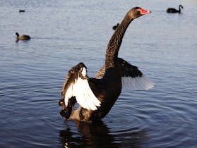 Black Swan Lake Monger Perth Western Australia