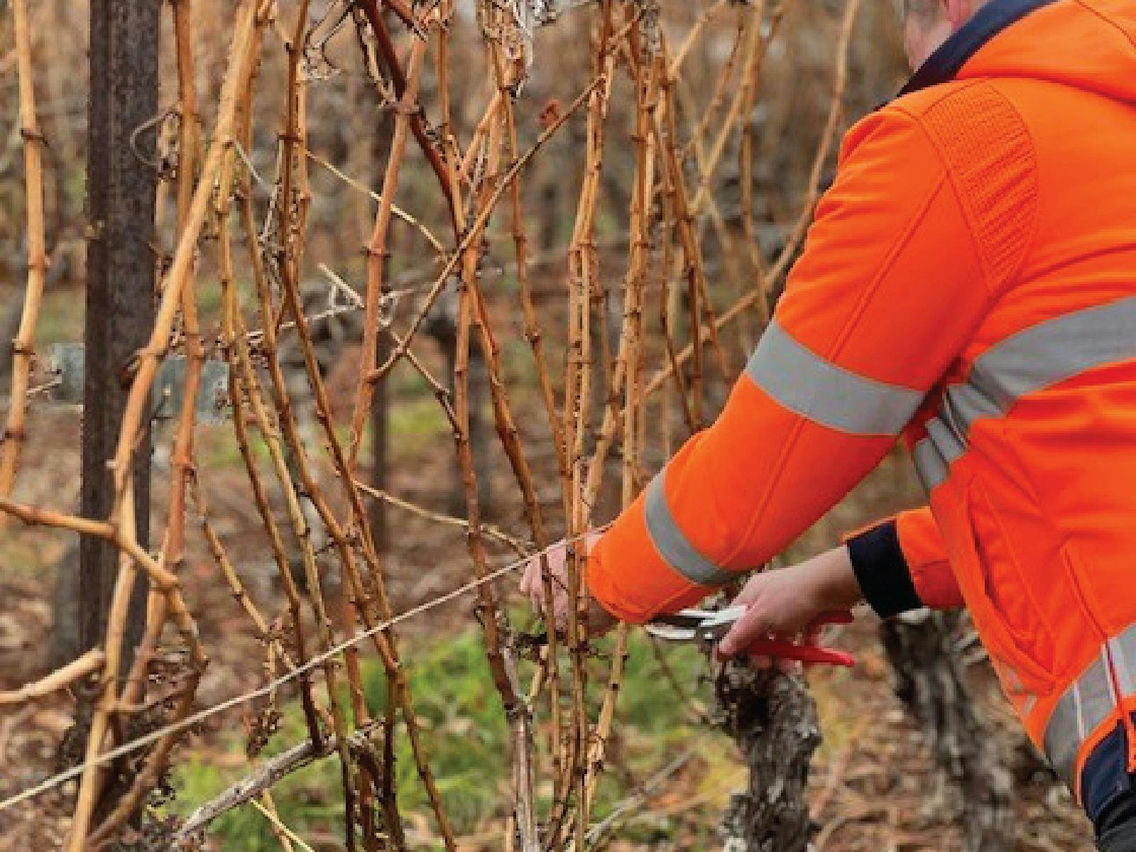 Winter in the Vineyard: A Vine Pruning Masterclass