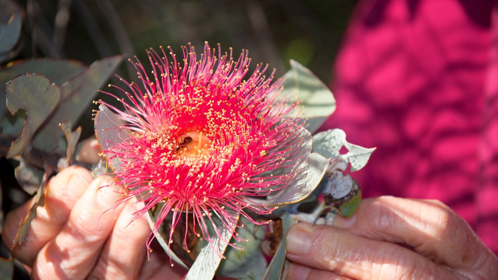 Badgingarra National Park