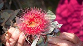 Badgingarra National Park