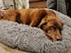 Pet friendly accommodation. Jax the chocolate labrador sleeping on his comfy bed