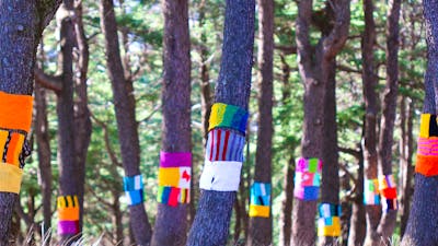 A forest of tree trunks, each wrapped with several brightly coloured scarves