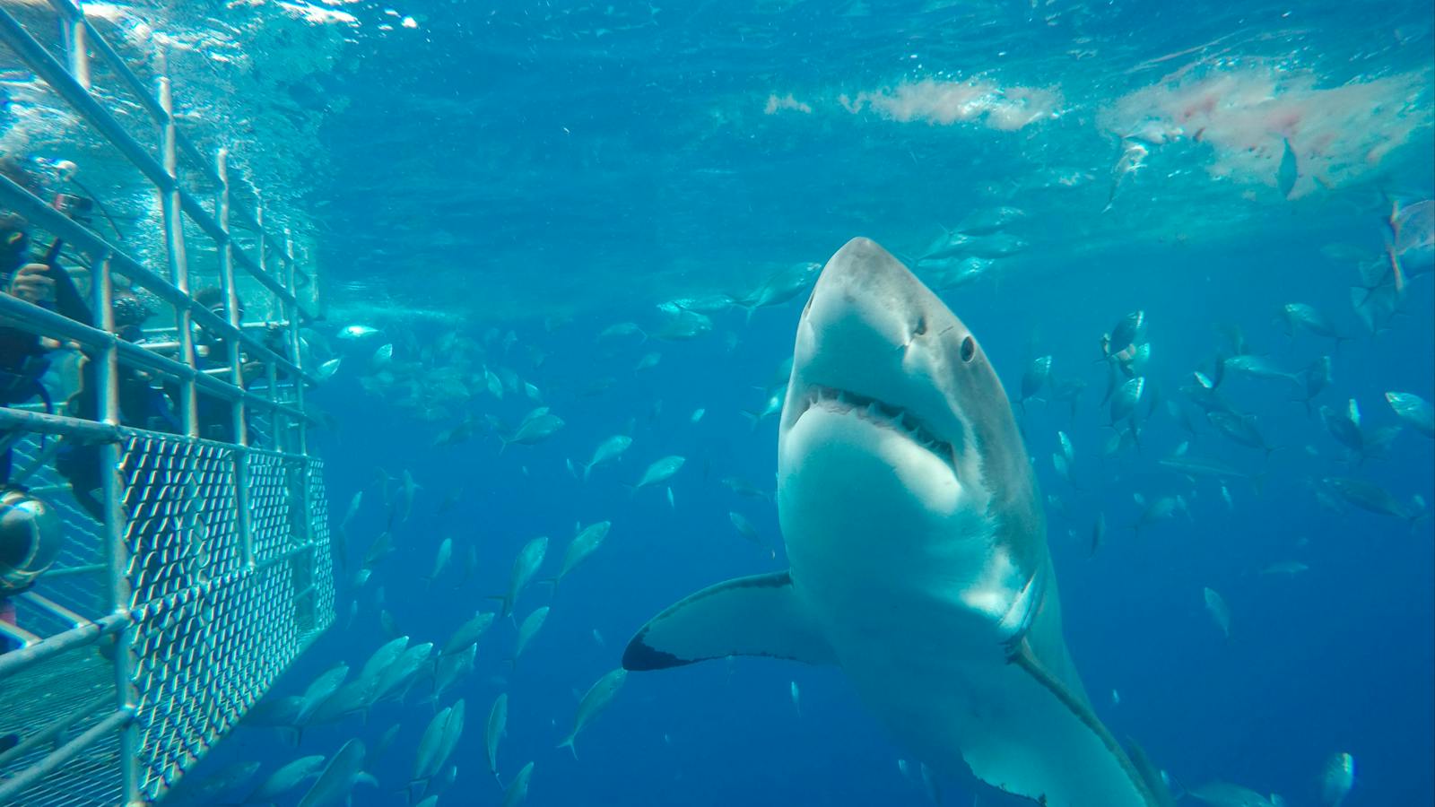 Calypso Star Charters