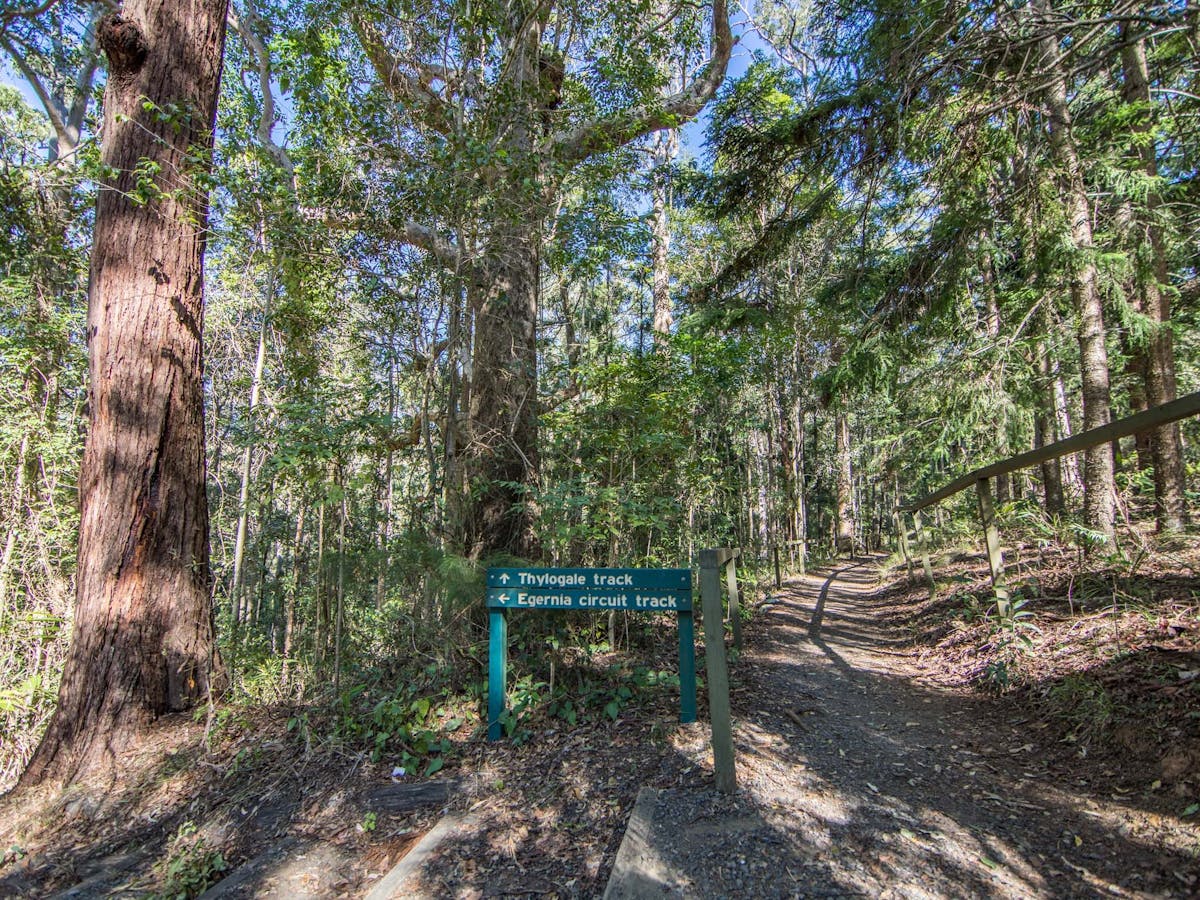 Sign posts for two great walking tracks at Mt Nebo, including Thylogale Track