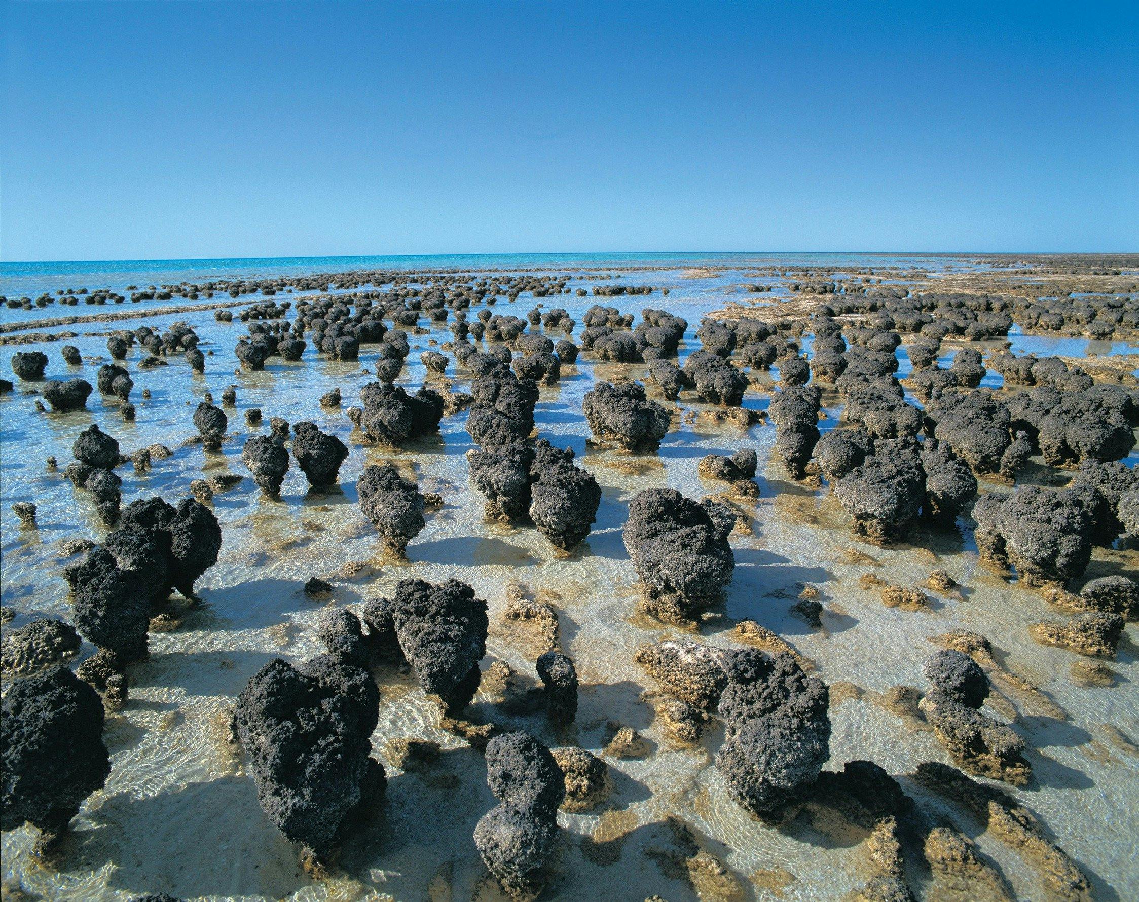 Northern Explorer Wildflower Trail, Hamelin Pool, Western Australia