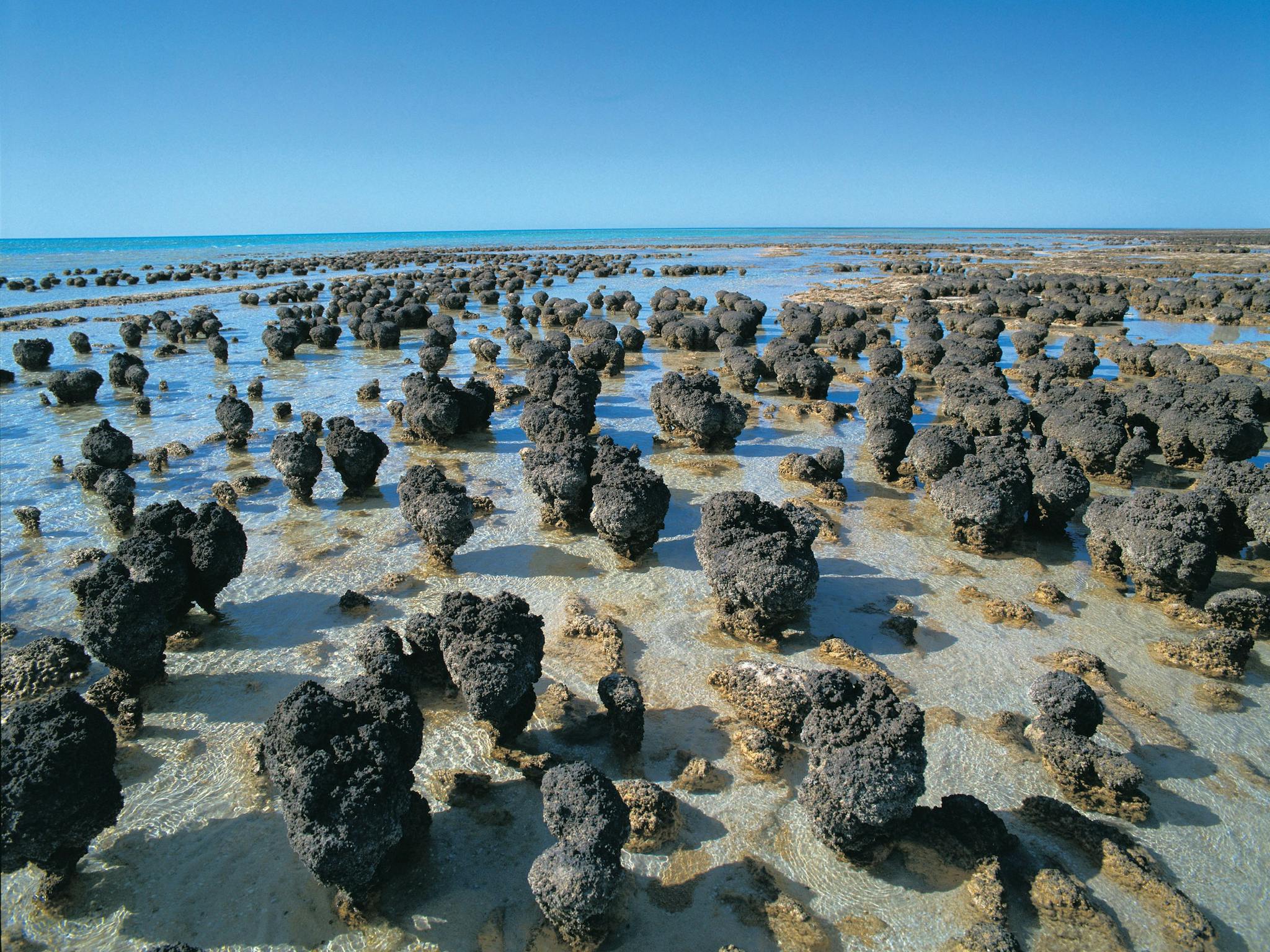 Northern Explorer Wildflower Trail, Hamelin Pool, Western Australia