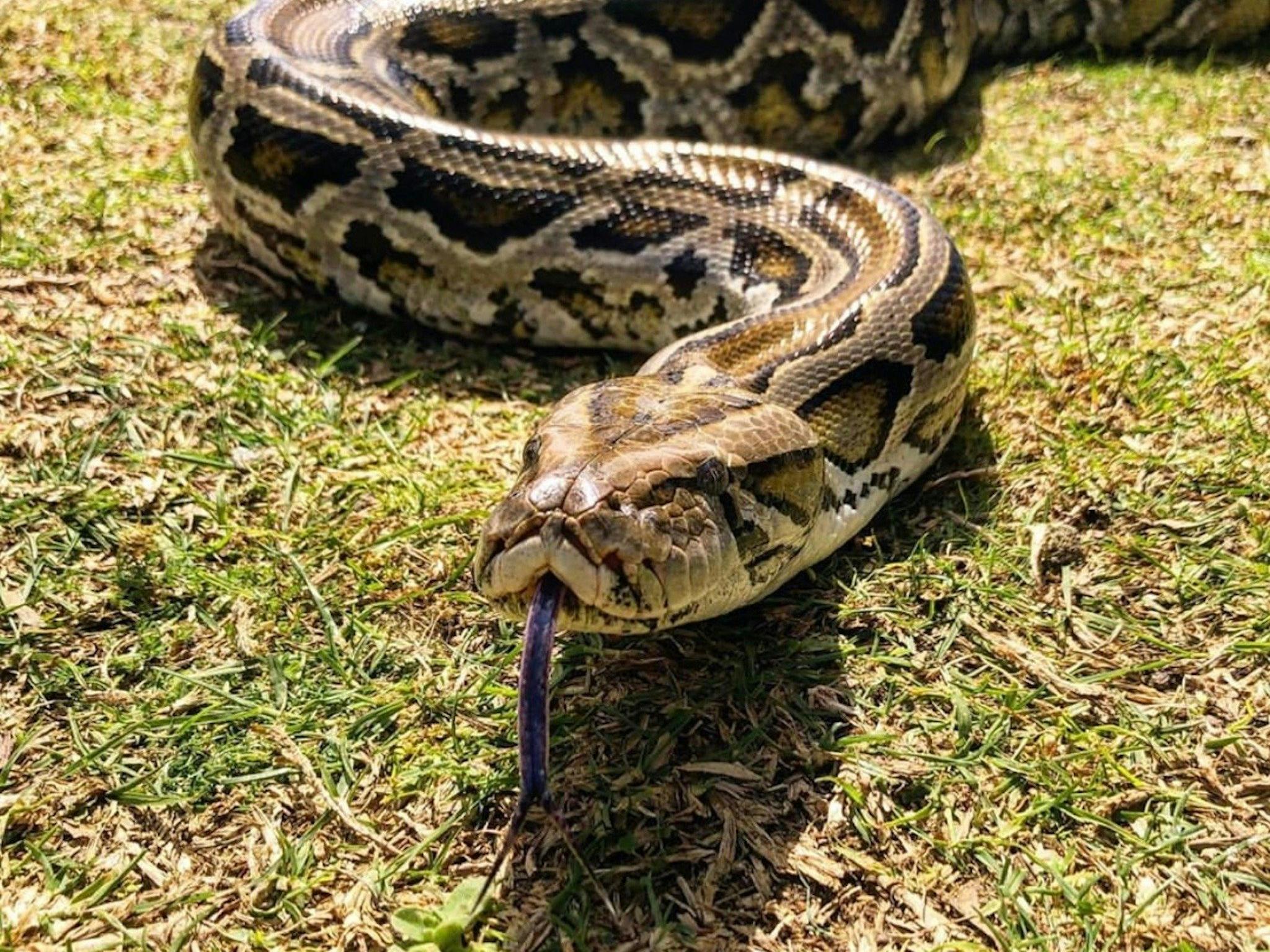 Meet Doug, our Burmese Python.