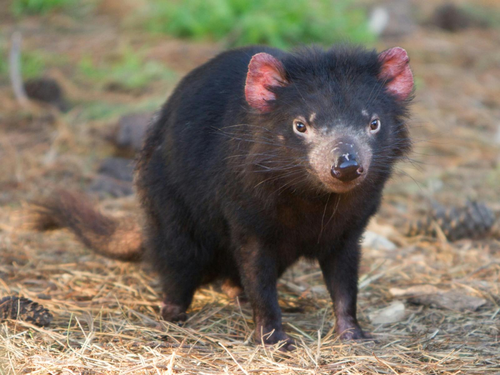 Holiday where the wild things wander image